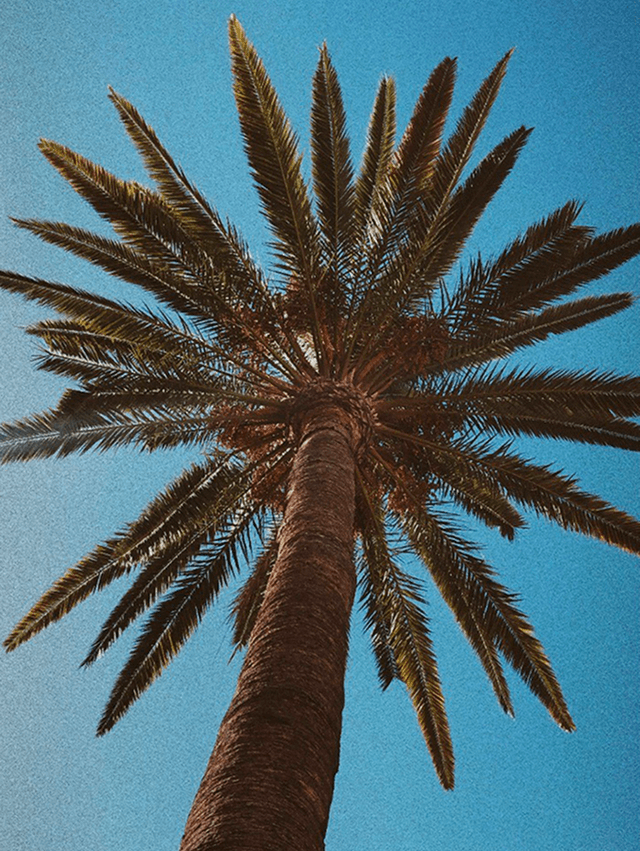 Kohola Schiltigheim photo 3