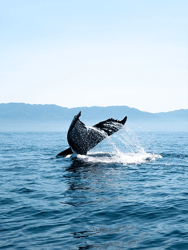 Kohola Schiltigheim photo 2