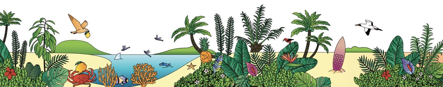 Kohola Schiltigheim photo 6