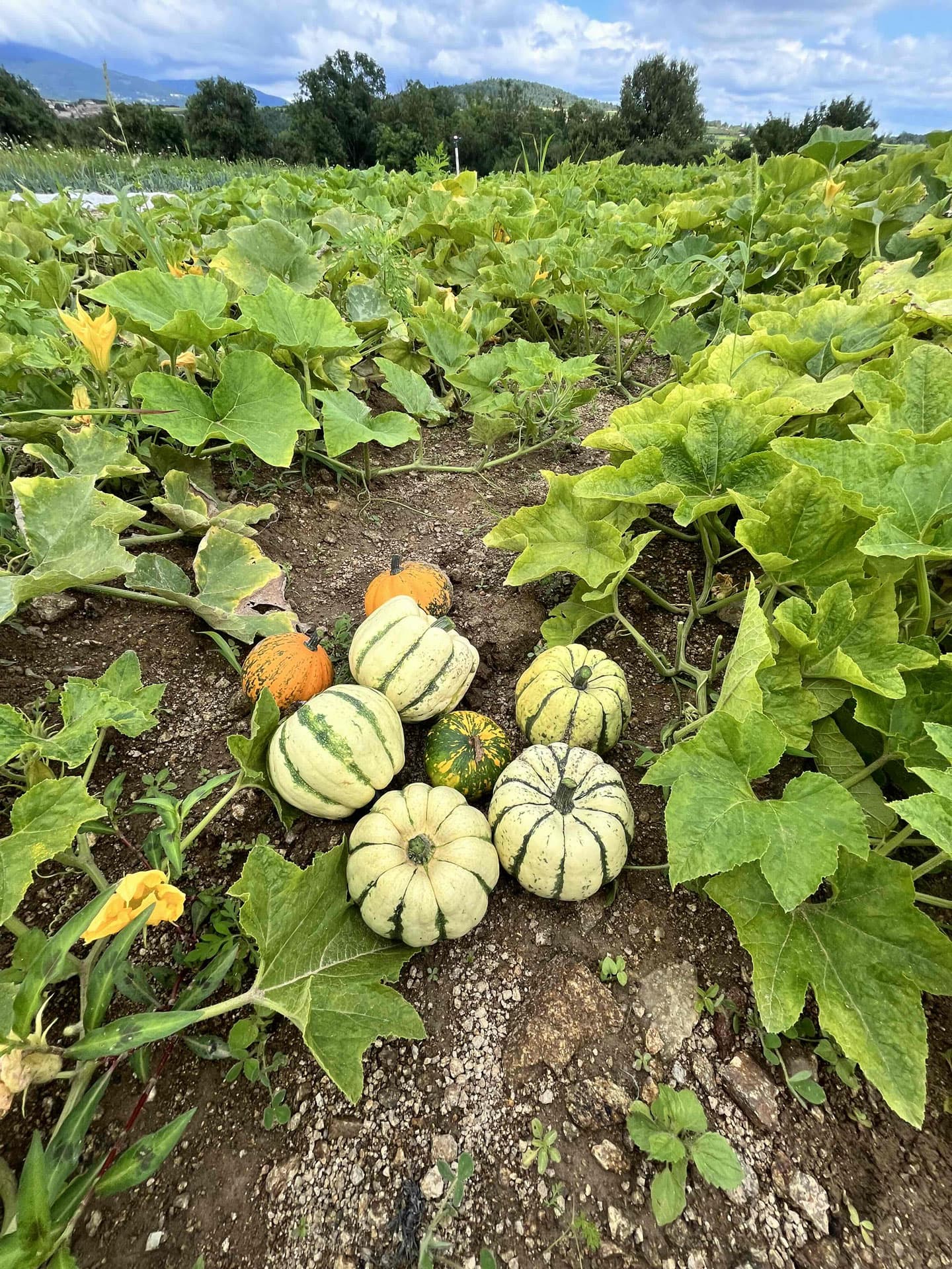 Le canut et les gones photo 6