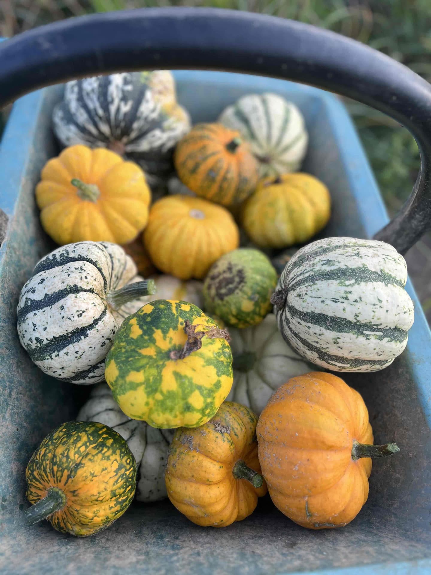 Le canut et les gones photo 4