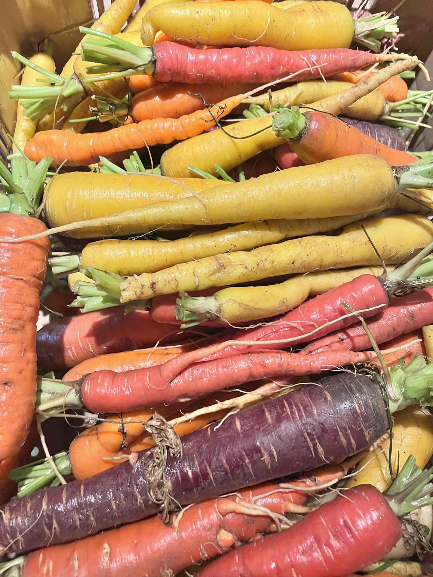 Le canut et les gones photo 2