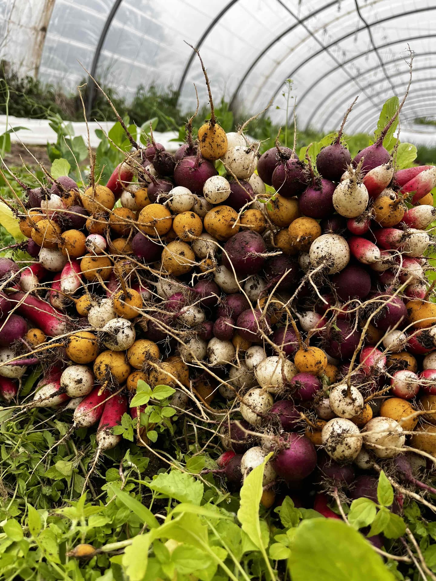 Le canut et les gones photo 5