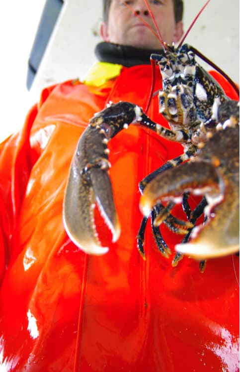 Le Homard frites photo 2