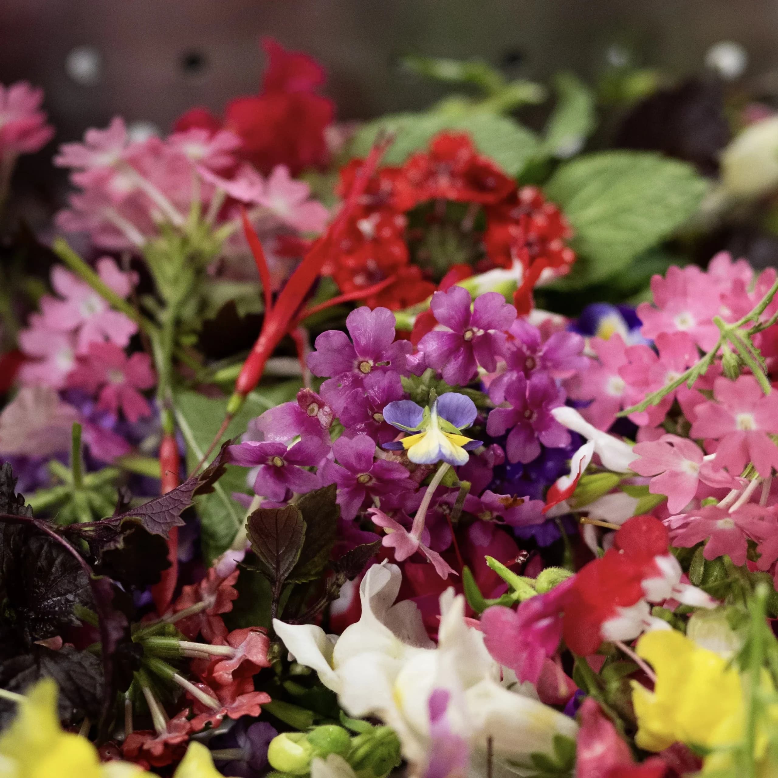 Lê Bö Vins photo 5