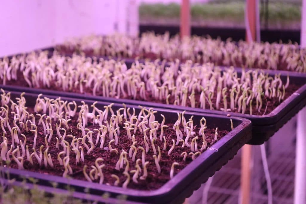 Le Petit Jardin photo 3