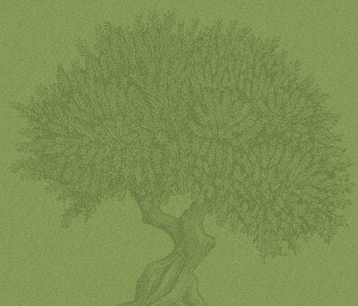 La Villa des Oliviers photo 6